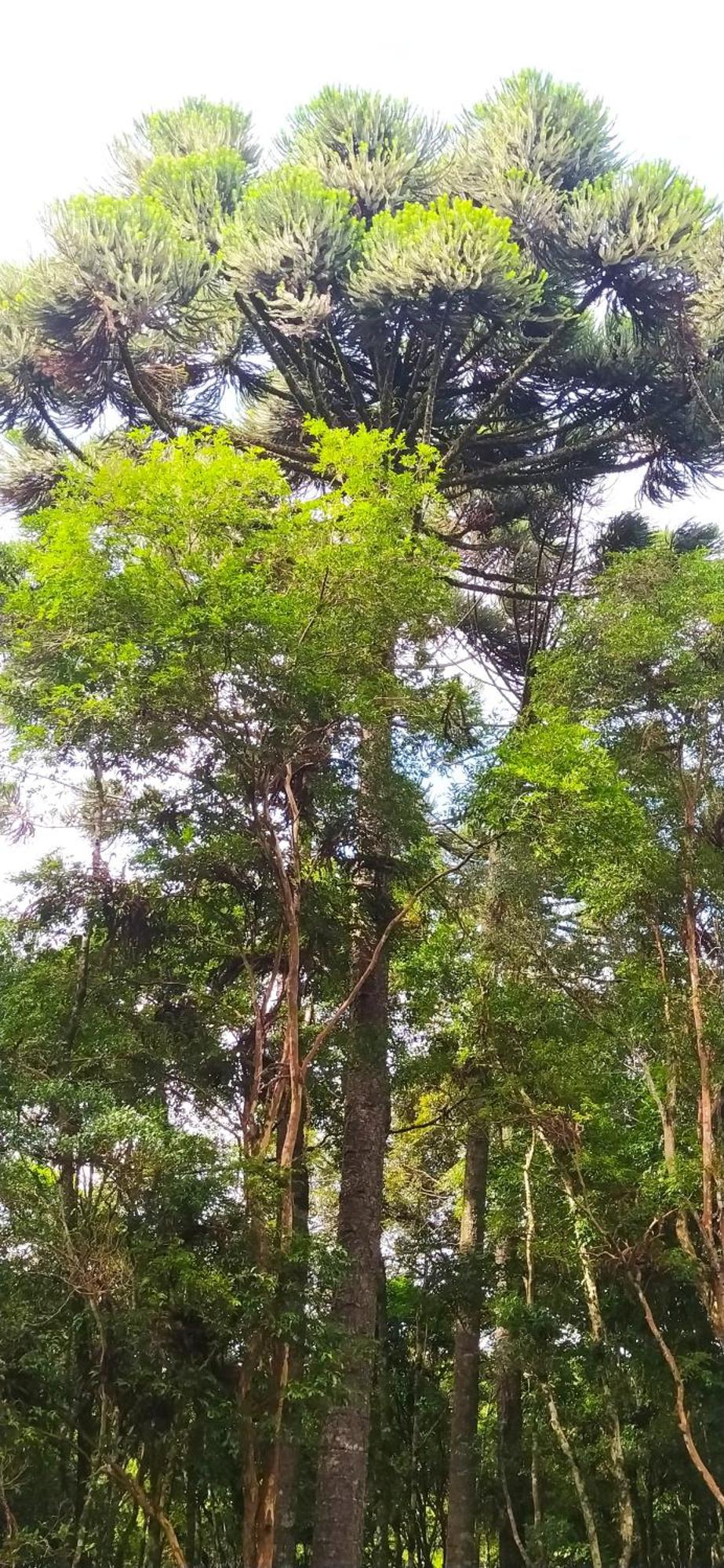 Chacara Rancho Paraiso Piraquara エクステリア 写真