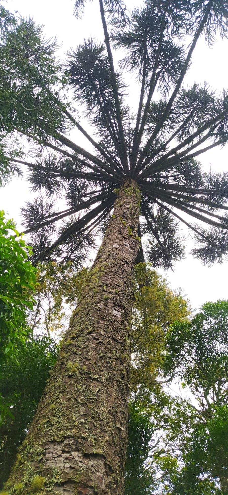Chacara Rancho Paraiso Piraquara エクステリア 写真